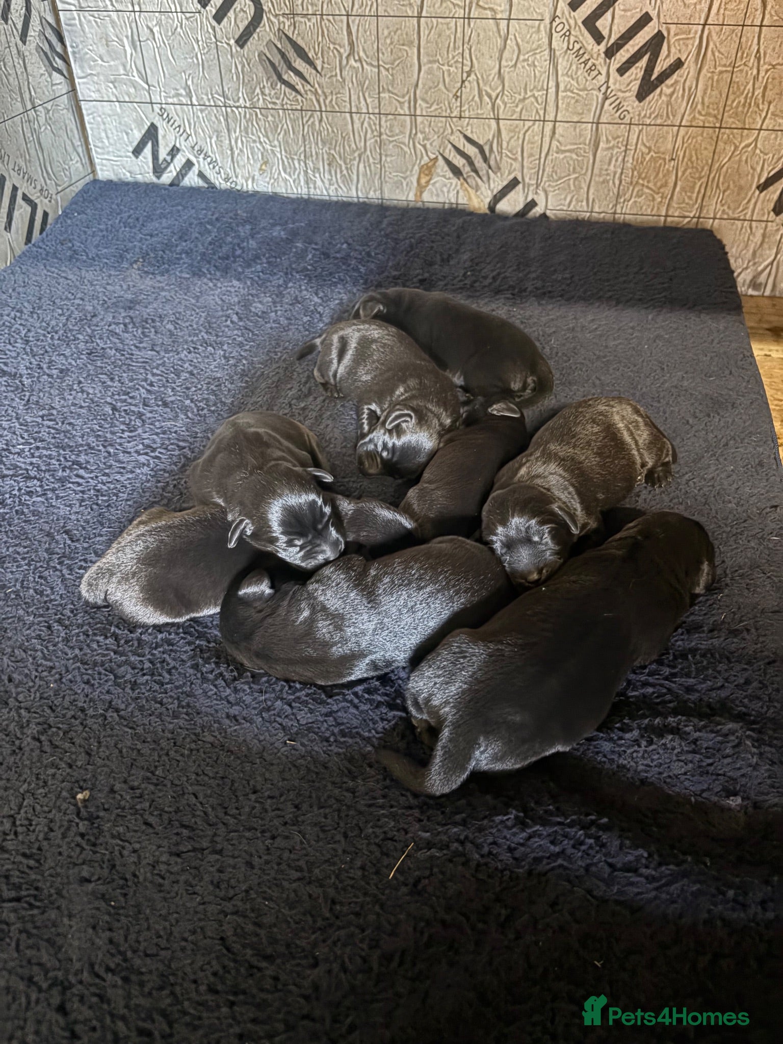 Labrador Retriever dogs Stunning Black Working Labrador Pups - Advert 2