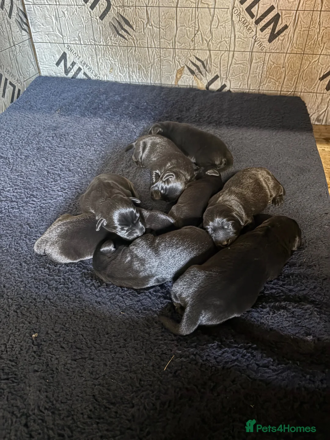 Labrador Retriever dogs for sale: Stunning Black Working Labrador Pups - Advert 2