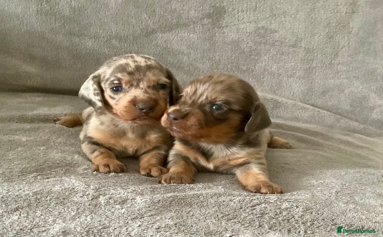 Dachshund dogs - Advert 5