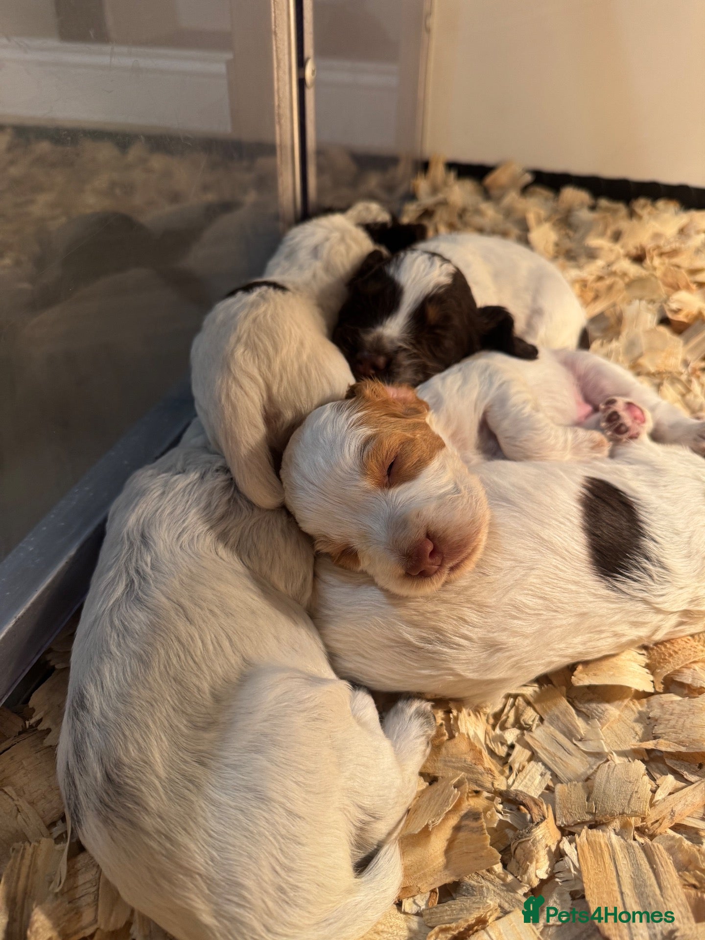 Cocker Spaniel dogs DNA Tested -Tri colour Roan-FTW sire-Working  - Advert 1