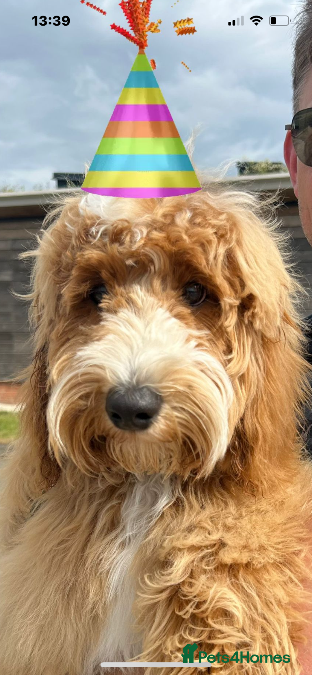 Australian Labradoodle dogs for stud: 💯 pure Australian Cobberdog  - Advert 9