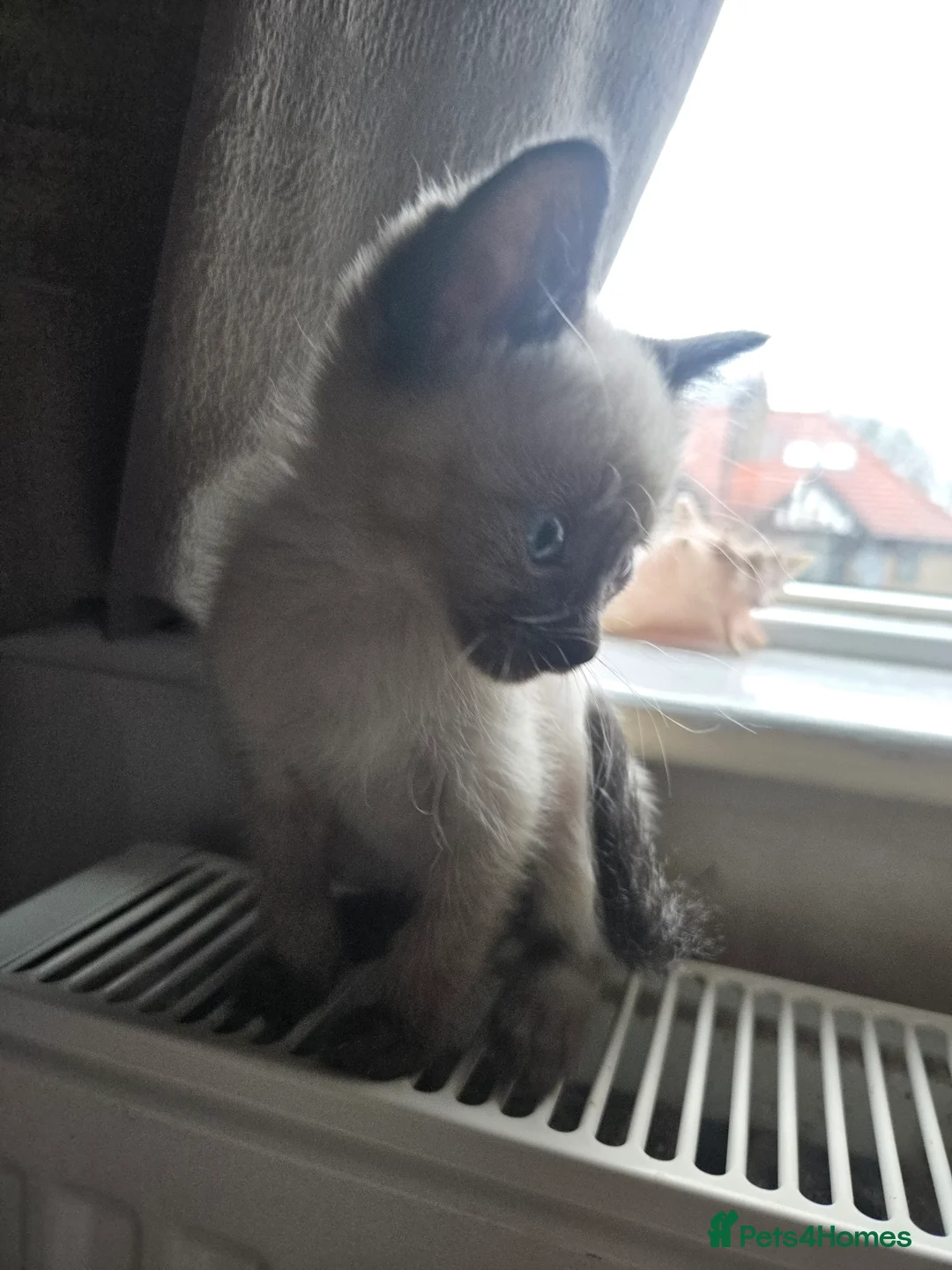 Mixed Breed cats for sale: Ready for new slaves beautiful sphynx babies. - Advert 12