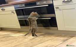 Bengal cats for sale: Bengal cubs for sale  - Image 3