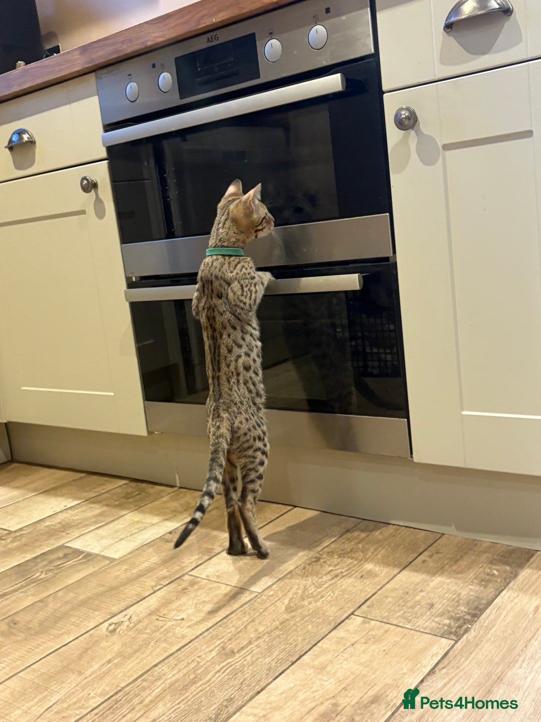 Bengal cats for sale: Bengal cubs for sale  - Image 3