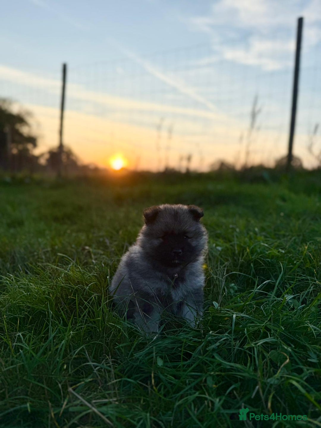 Keeshond dogs for sale: One female available  - Image 3