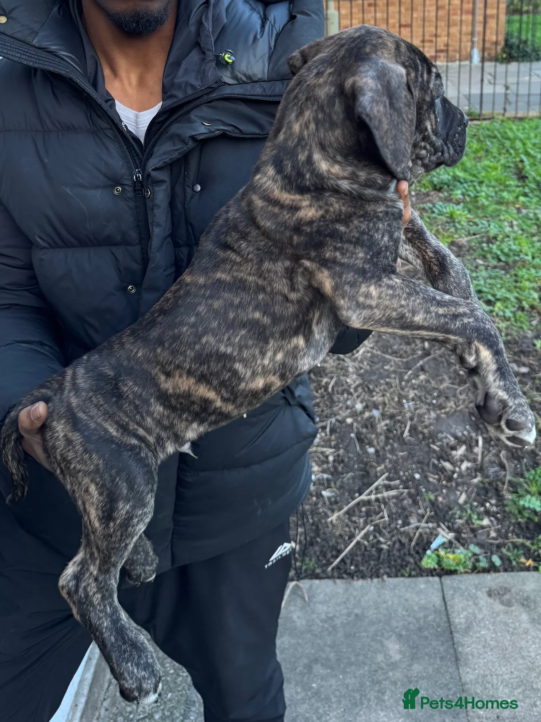 Mixed Breed dogs for sale: 3 Puppies left for Good homes  in London - Advert 7