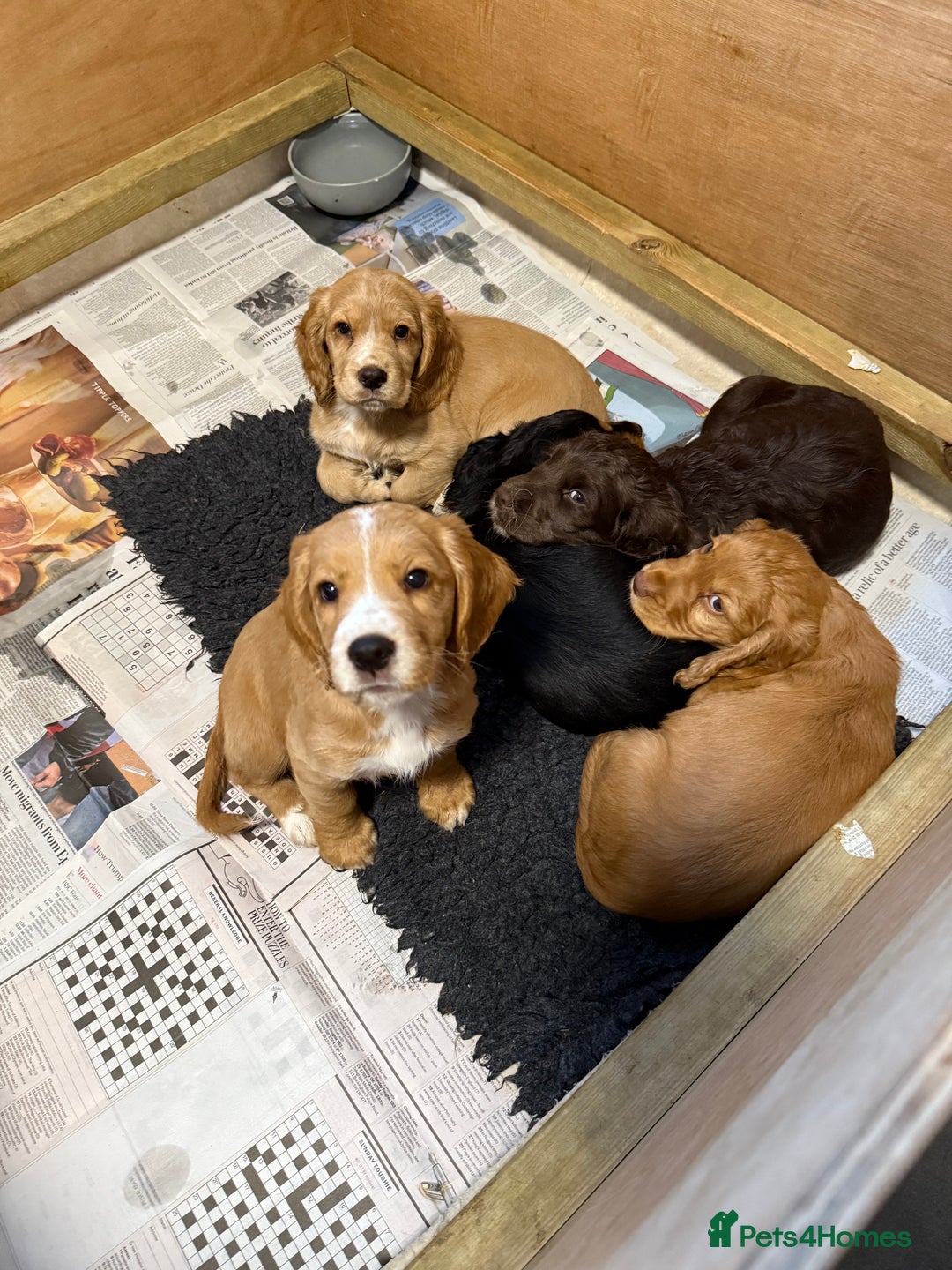 Cocker Spaniel dogs for sale: Stunning Working Cocker Puppies - Image 7