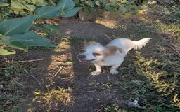 Mixed Breed dogs for adoption: Beautiful and Gentle NIVA - for a Loving Home - Image 27