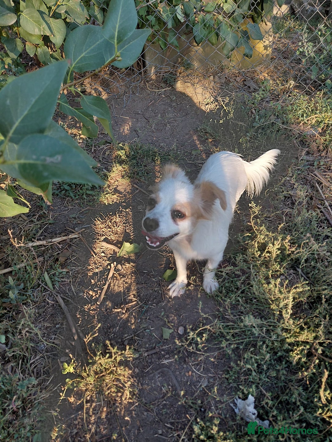 Mixed Breed dogs for adoption: Beautiful and Gentle NIVA - for a Loving Home - Image 27
