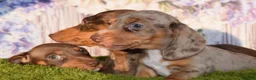 Miniature Dachshund dogs for sale: Kc reg mini dachunds  - Advert 3