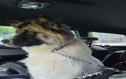 Akita dogs for sale: American akita  - Image 4