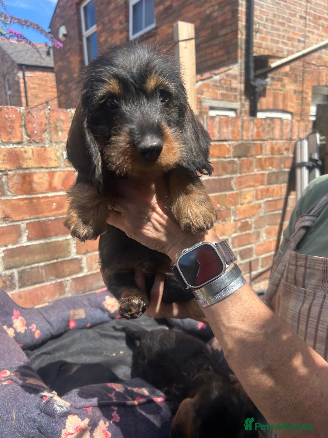 Dachshund dogs for sale: 2 left! standard dachshund puppies ready now! - Image 8