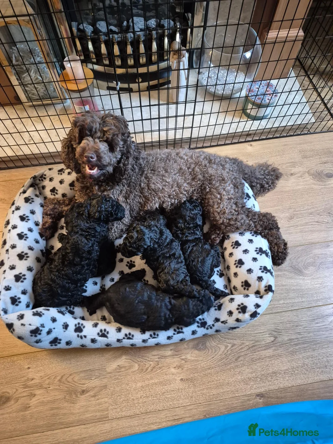 Miniature Poodle dogs for sale: Gorgeous Miniature Poodles - Advert 12
