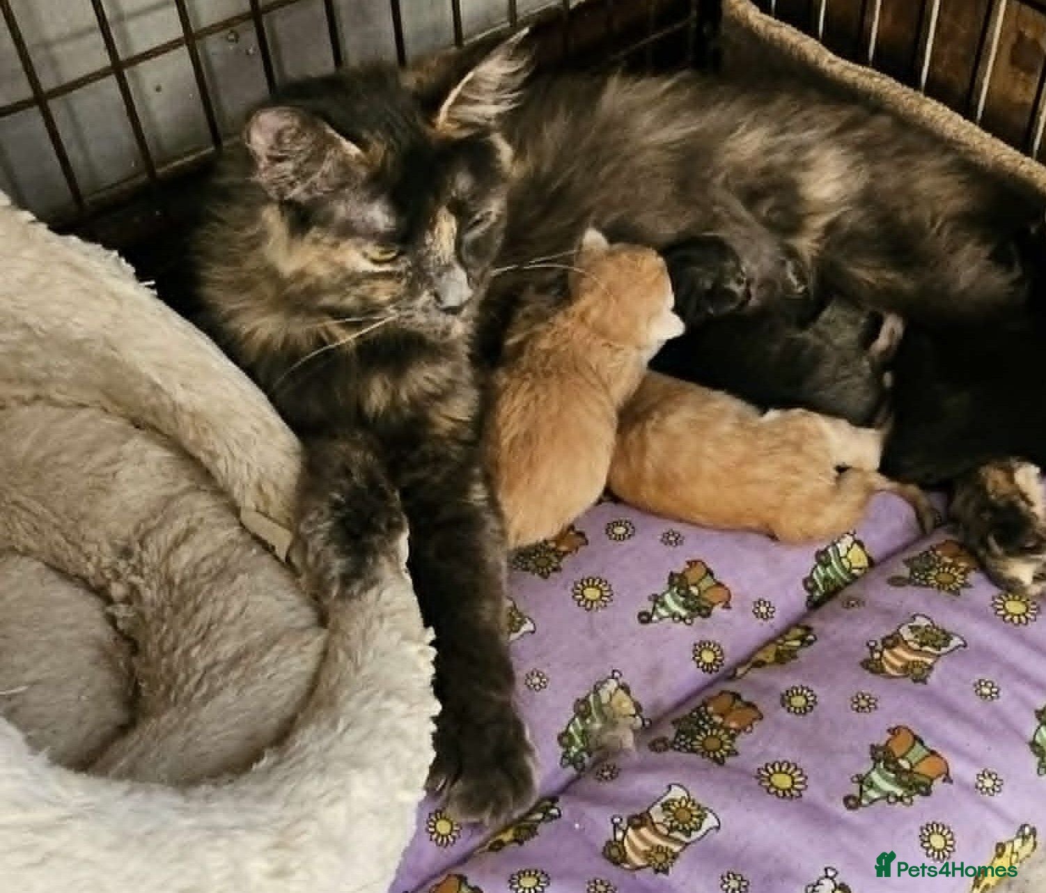 Maine Coon cats **FABULOUS GORGEOUS MAINE COON KITTYS READY NOW ** - Advert 1