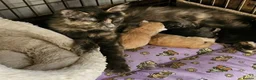 Maine Coon cats for sale: **FABULOUS GORGEOUS MAINE COON KITTYS READY NOW ** - Advert 1