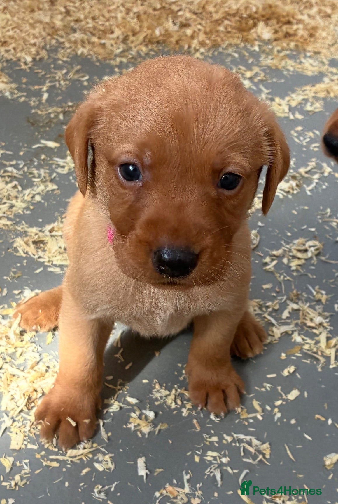 Labrador Retriever dogs 5 fox red Labradors pups  - Advert 11