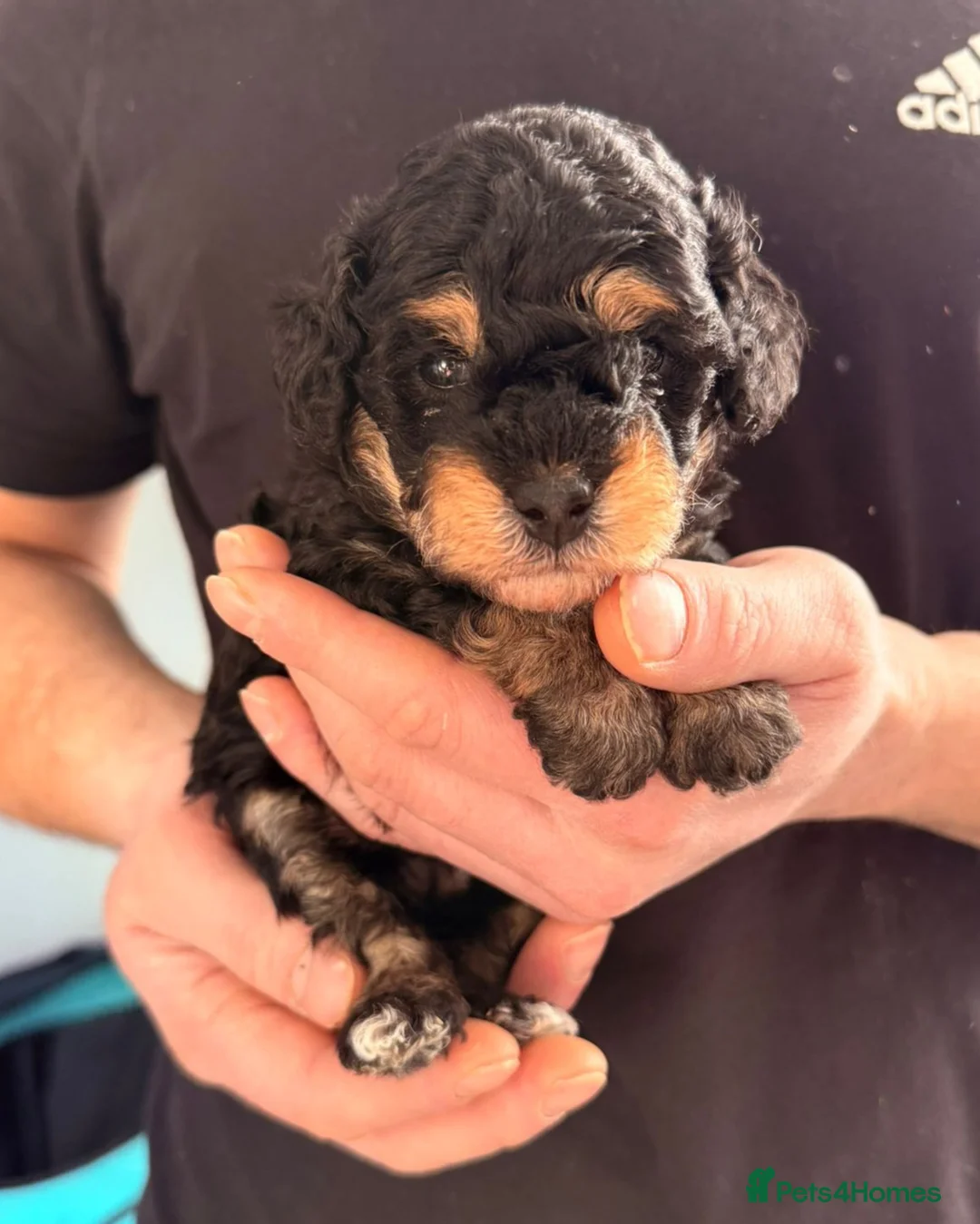 Toy Poodle dogs for sale: Beautiful Phantom Toy Poodle's!🧸😍 KC registered - Advert 9