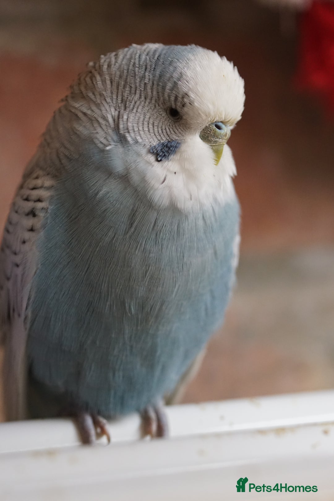 Budgerigars birds for sale: Budgies  - Advert 9