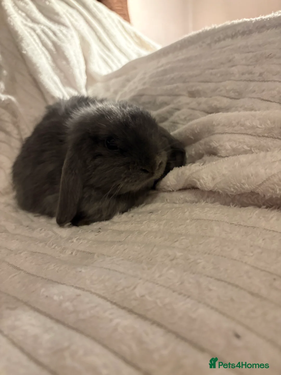 Mini Lop rabbits for sale: Lovely little mini lop baby bunny rabbits - Advert 5