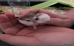 Hamster rodents for sale: 2 male gerbils - Image 11