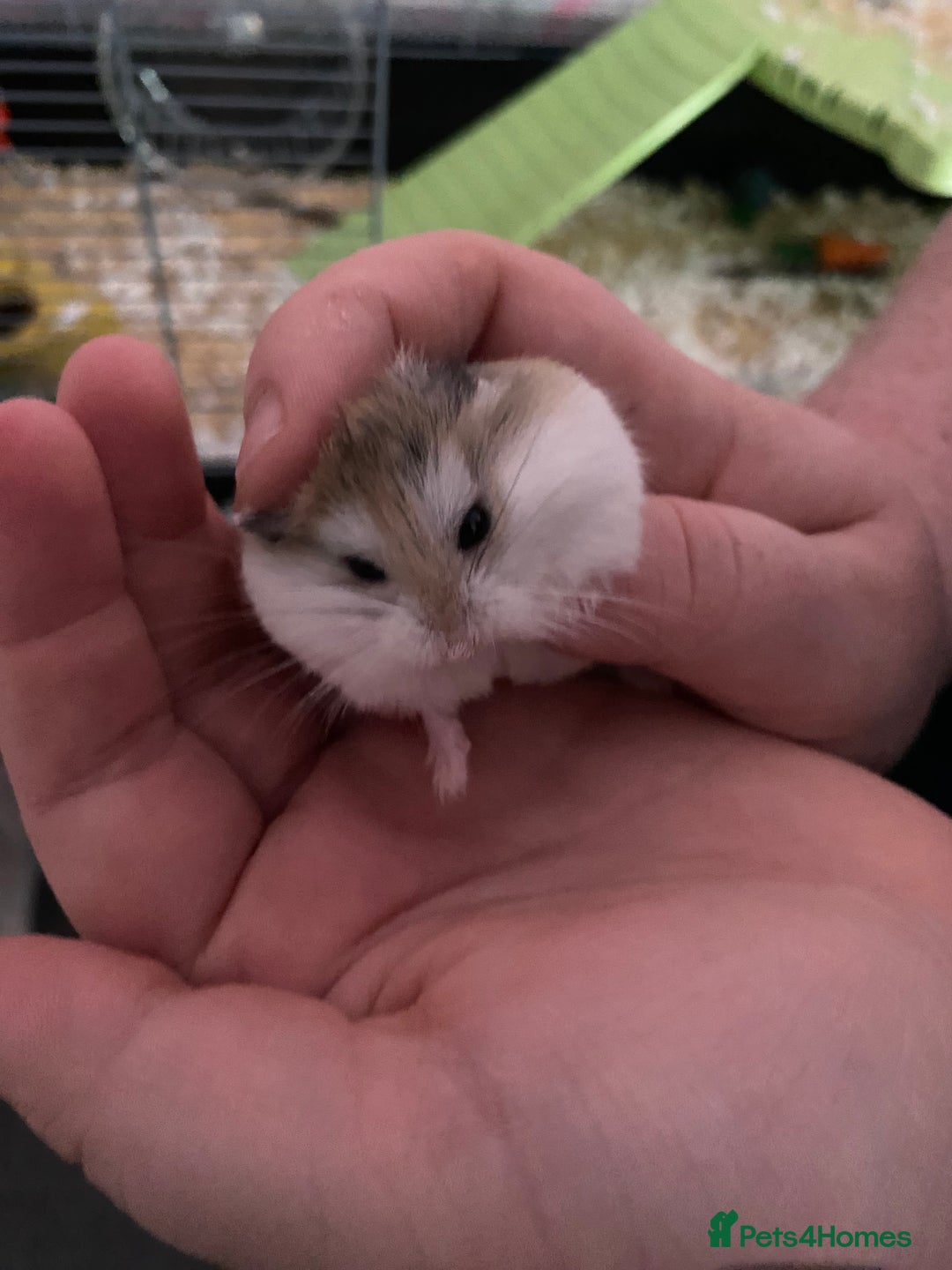 Hamster rodents for sale: 2 male gerbils - Image 11