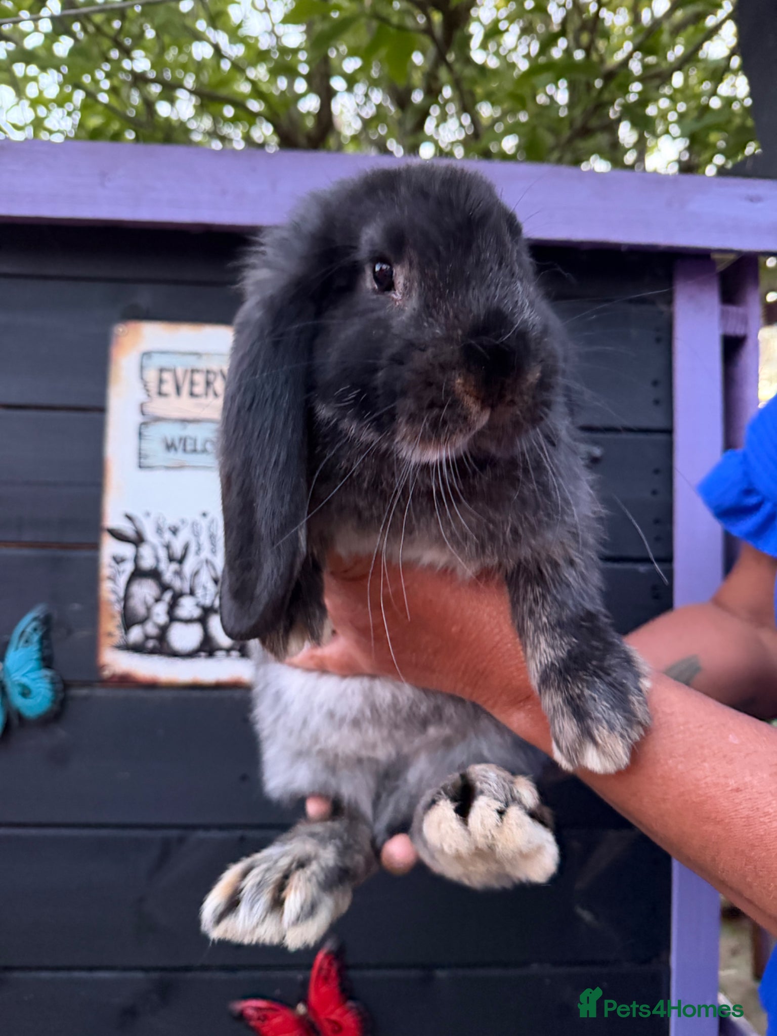 French Lop rabbits French lop male 10 weeks  - Advert 2
