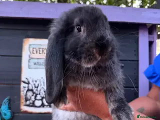 French Lop rabbits French lop male 10 weeks - Advert 2