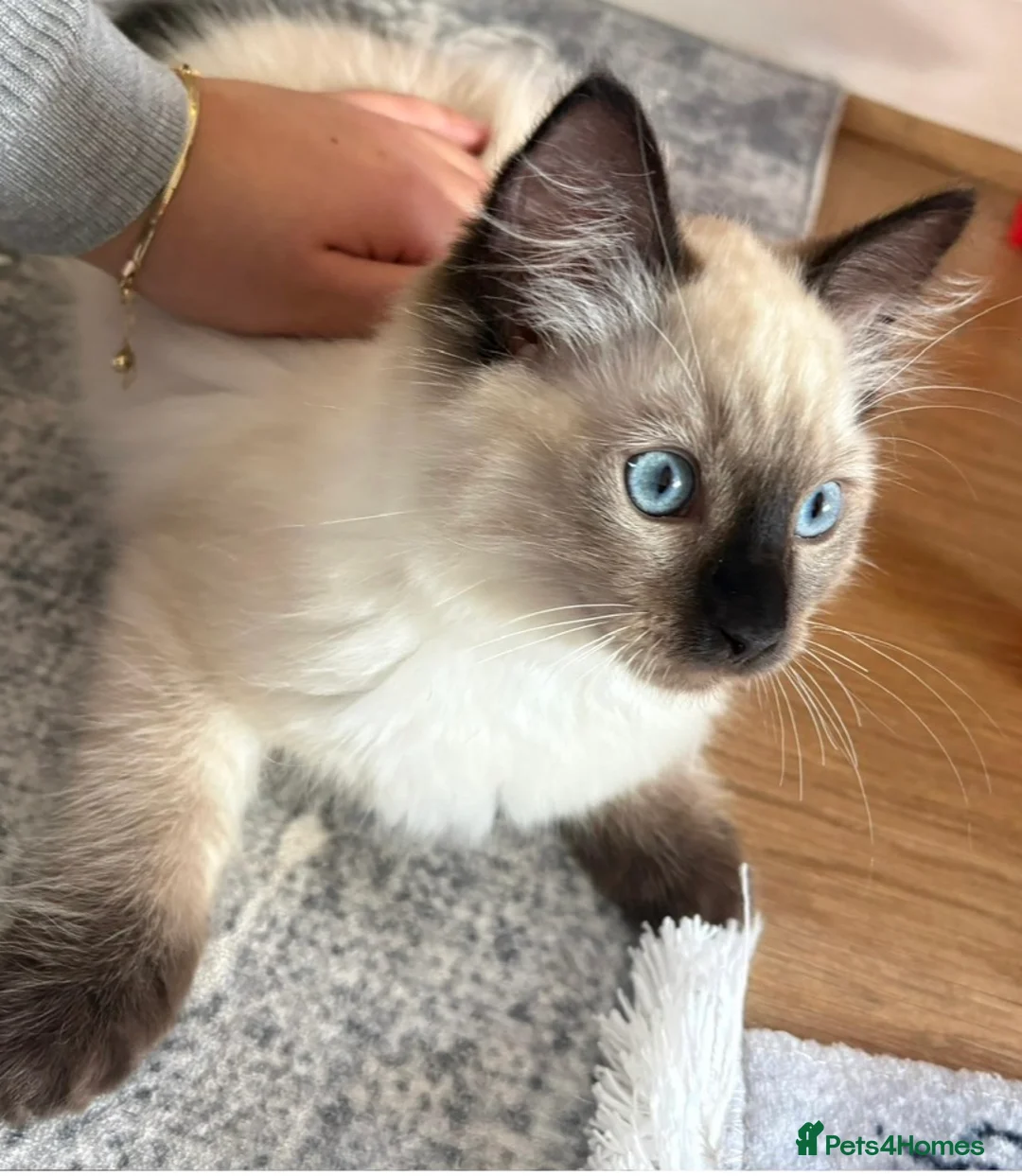 Ragdoll cats for sale: Ragdoll - Advert 5