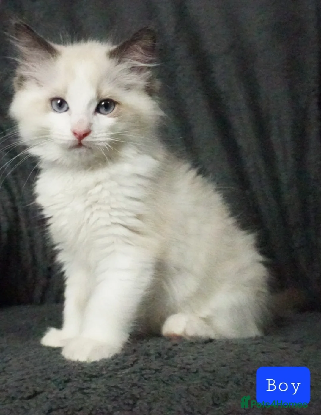 Ragdoll cats for sale: Six Ragdoll Kittens - Advert 37