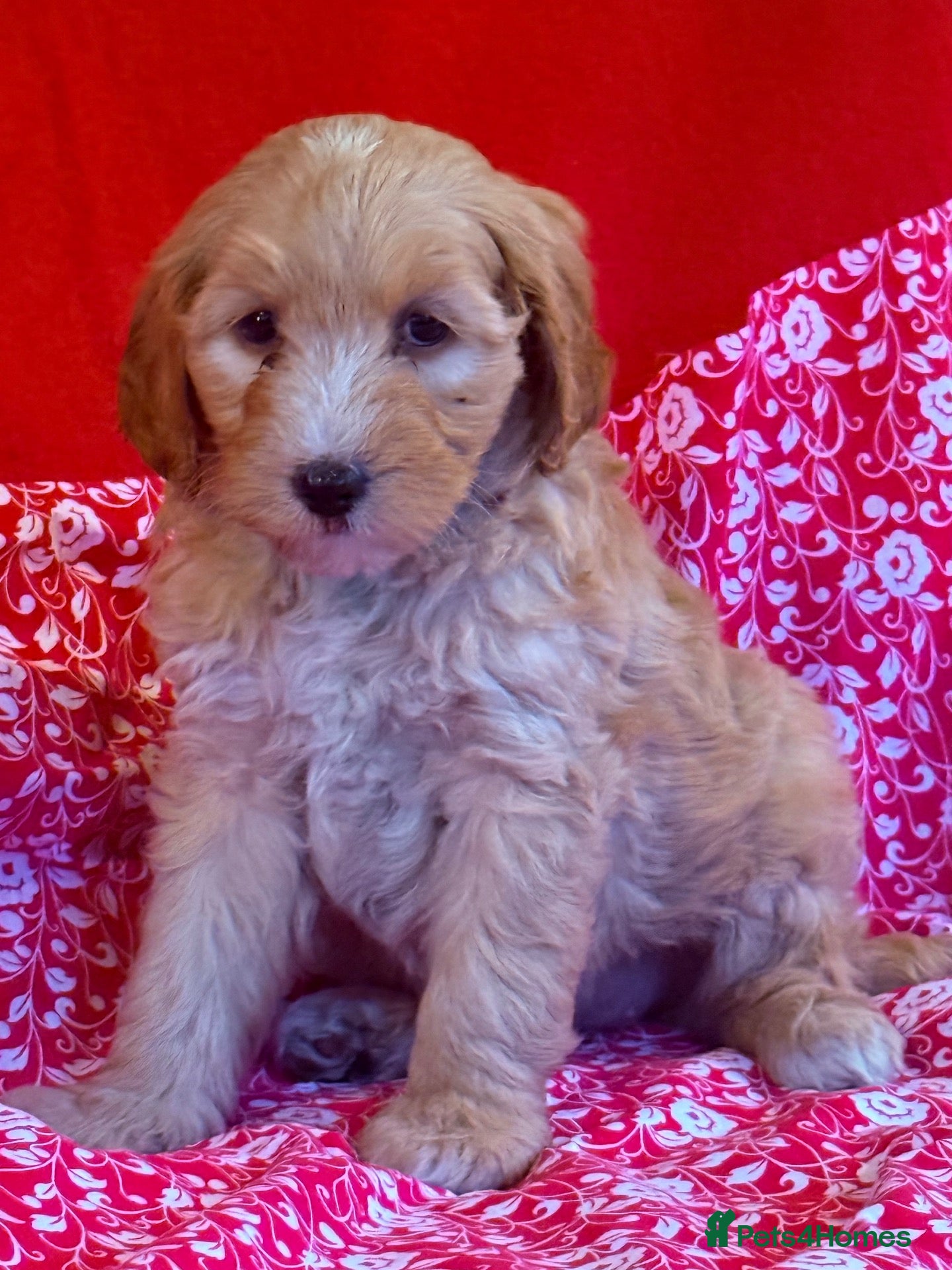 Australian Labradoodle dogs for sale: Australian labradoodles  - Advert 1