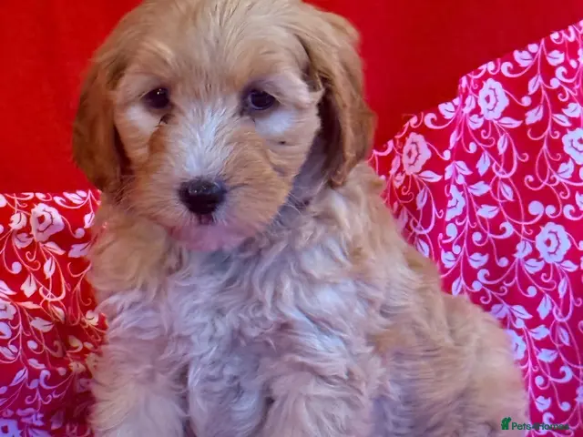 Australian Labradoodle dogs for sale: Australian labradoodles - Advert 1