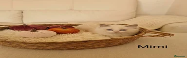 Mimi