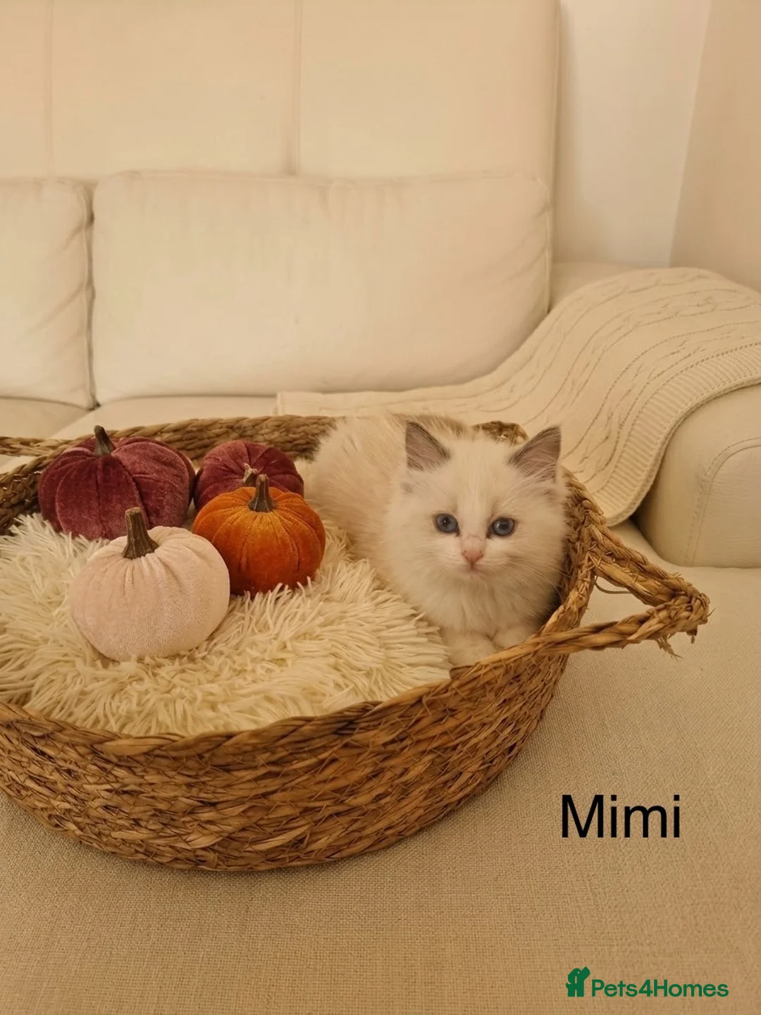Ragdoll cats for sale: Stunning TICA-Registered Ragdoll Kittens in Normanton - Advert 16