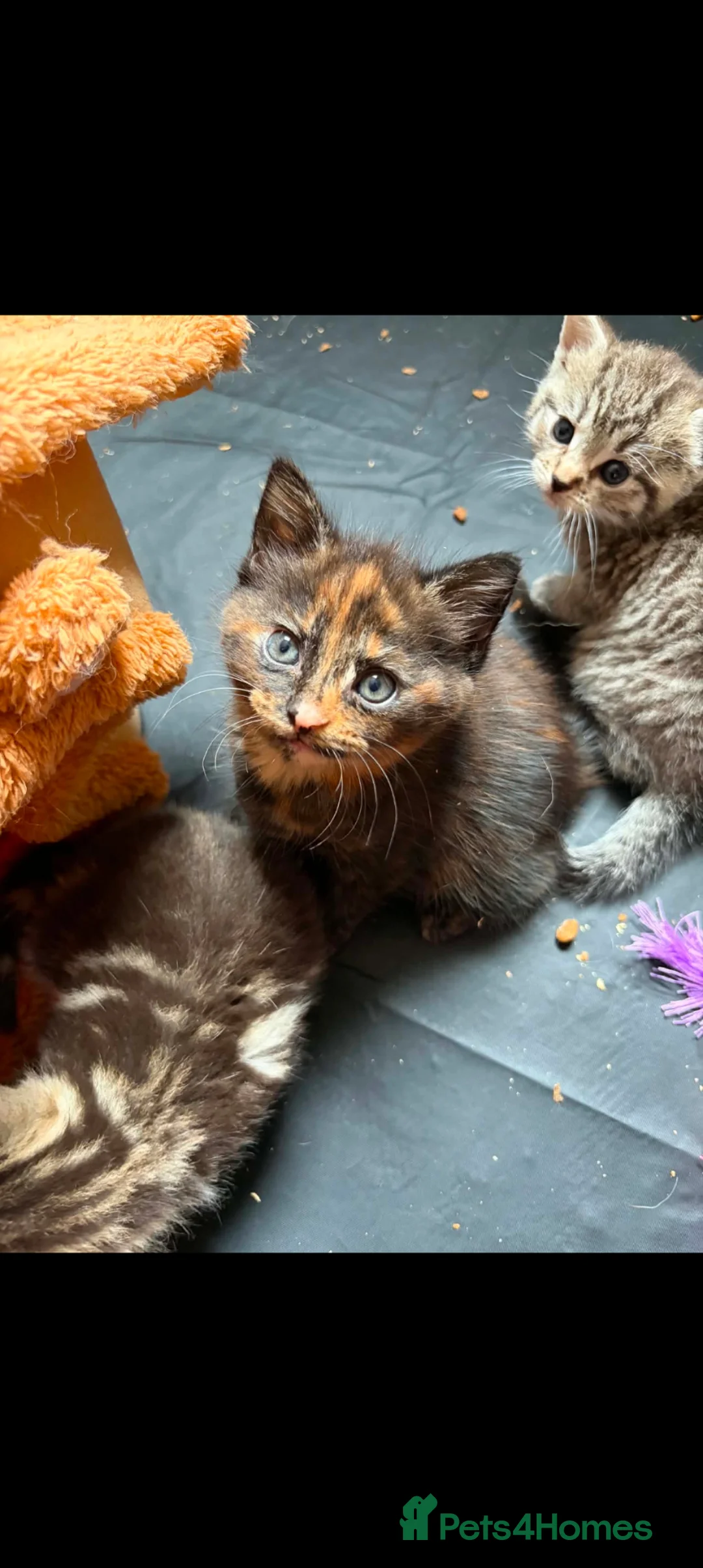 Mixed Breed cats for sale: Grey tabby tortie kittens - Advert 23