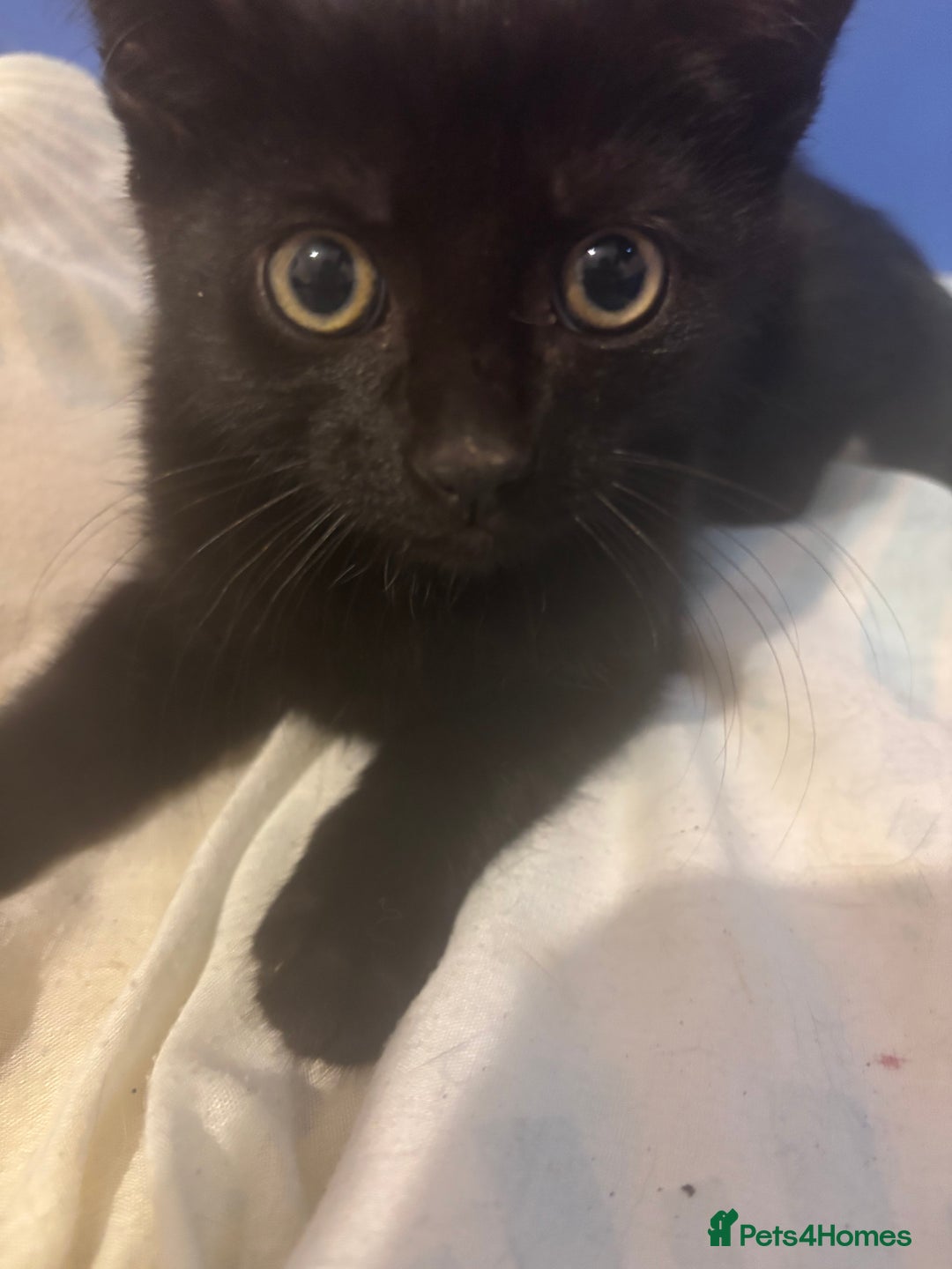 Domestic Shorthair cats for sale: Free kitten to a good home - Image 1