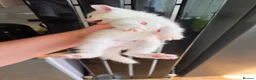 Mixed Breed cats for sale: 3 boys + 3 girls white kitten for sale - Advert 13