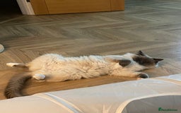 Ragdoll cats for sale: Male Ragdoll for sale - Image 9