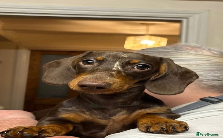 Miniature Dachshund dogs - Advert 7