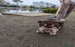 English Bulldog dogs for stud: GLEN COCO for stud in Birmingham - Image 10