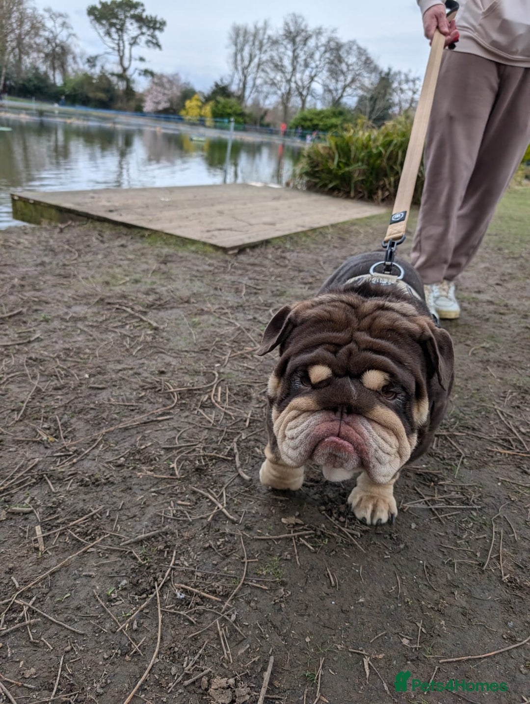 English Bulldog dogs for stud: GLEN COCO for stud in Birmingham - Image 10