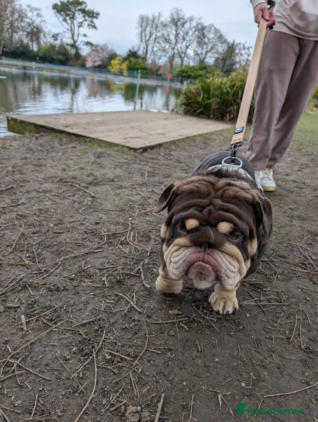 English Bulldog dogs for stud: GLEN COCO for stud in Birmingham - Advert 10