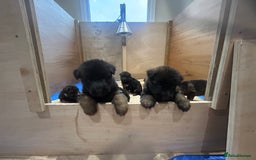German Shepherd dogs for sale: Litter of German shepherd puppies for sale - Image 1