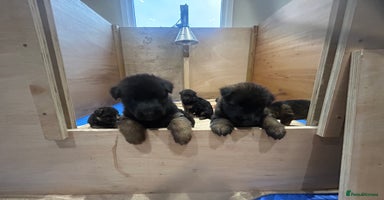 German Shepherd dogs - Advert 10
