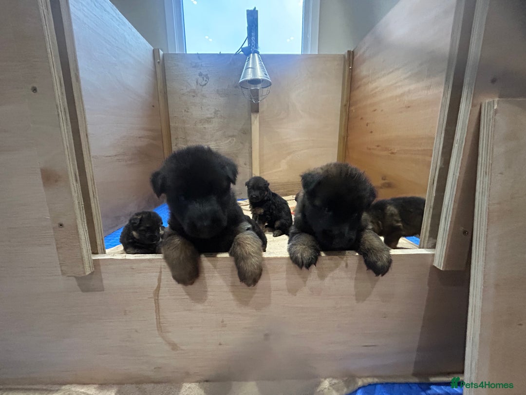 German Shepherd dogs for sale: Litter of German shepherd puppies for sale - Image 1