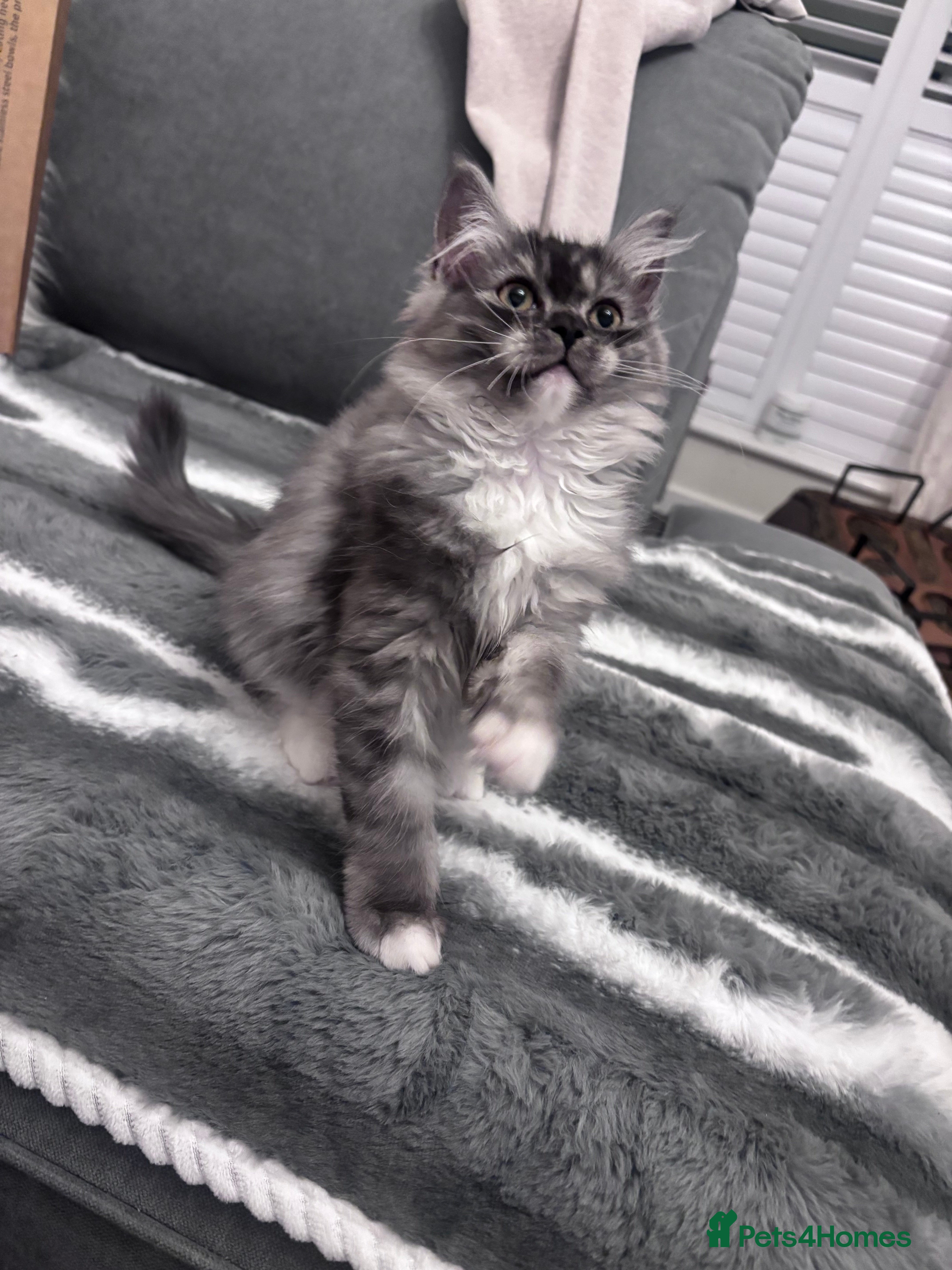 Perdoll cats Perdoll  - Advert 1