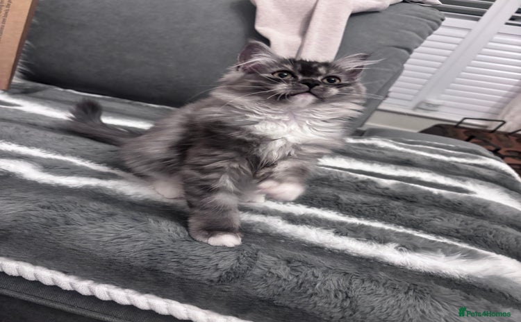 Perdoll cats Perdoll  - Advert 1