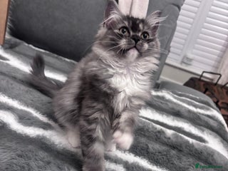 Perdoll cats Perdoll - Advert 1