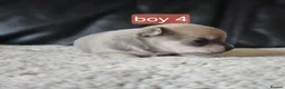 Chihuahua dogs for sale: 5 chiuaua baby boys - Advert 14