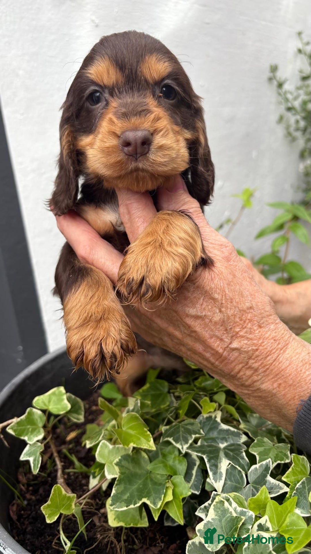 Cocker Spaniel dogs for sale: Show cocker spaniels  - Image 20