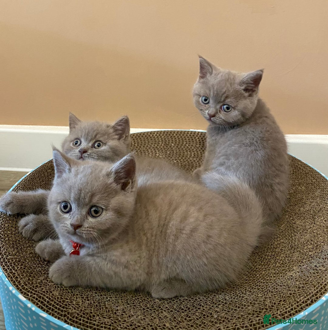 British Shorthair cats for sale: 💎 lilac British Shorthair kittens for reserve ✨ - Image 2